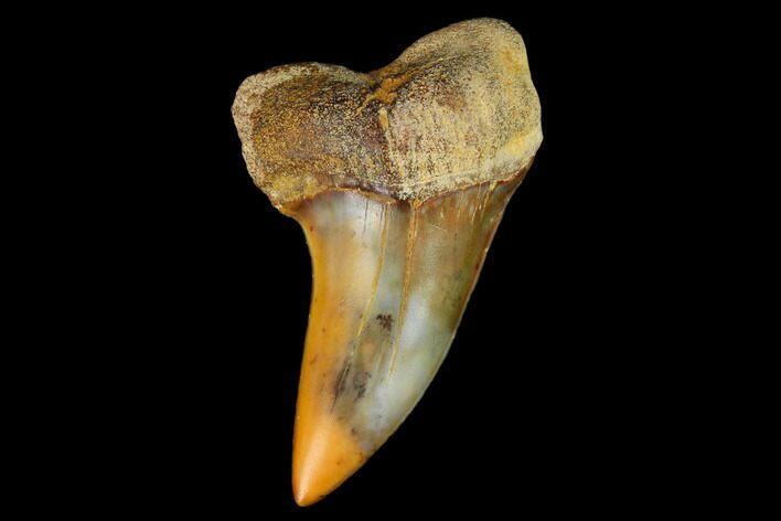 Colorful Mako/White Shark Tooth Fossil - Sharktooth Hill, CA #122691